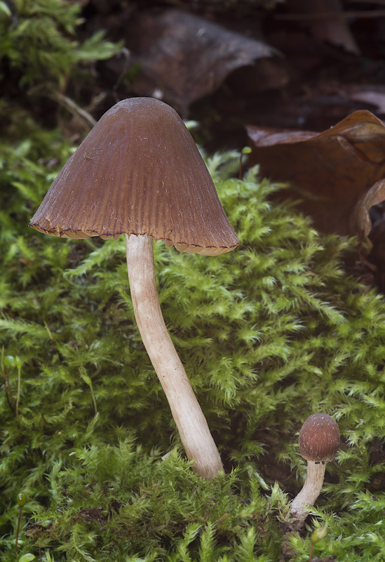 Psathyrella obtusata